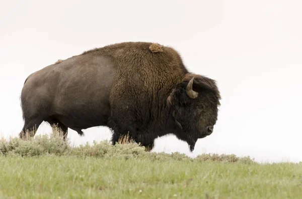 Wisente Wechseln Das Fell Yellowstone Nationalpark Wyoming — Stockfoto