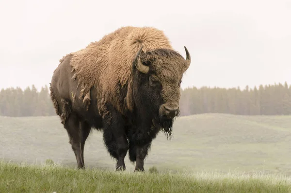 Bison Αλλαγή Γούνα Στο Πάρκο Yellowstone Nationale Του Wyoming — Φωτογραφία Αρχείου