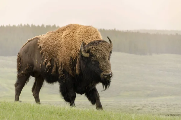 Bisonte Cambiar Piel Yellowstone Nationale Park Wyoming —  Fotos de Stock