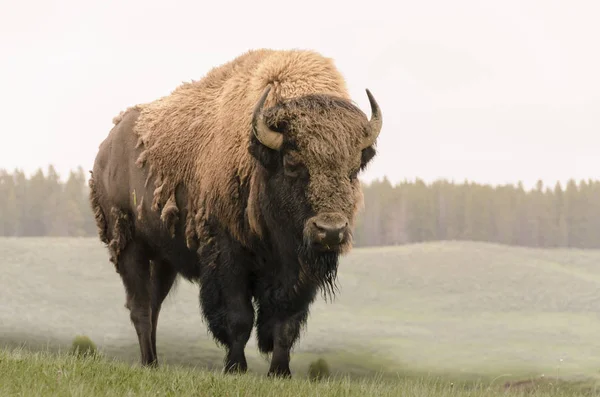 Bison Αλλαγή Γούνα Στο Πάρκο Yellowstone Nationale Του Wyoming — Φωτογραφία Αρχείου