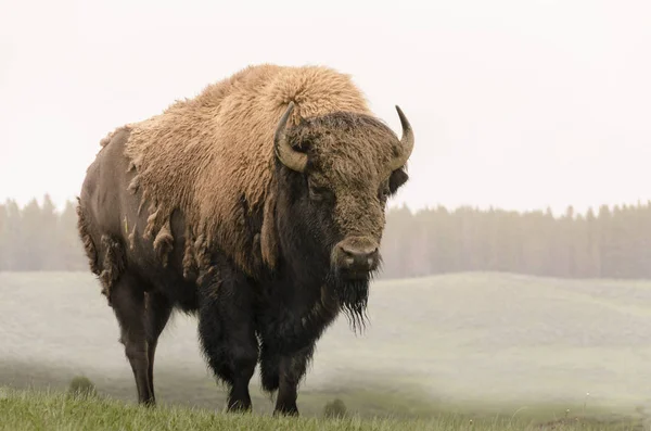 Bison Αλλαγή Γούνα Στο Πάρκο Yellowstone Nationale Του Wyoming — Φωτογραφία Αρχείου
