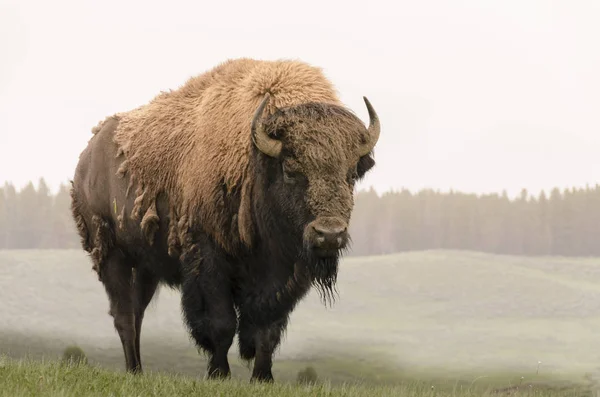 バイソンは ワイオミング州のイエローストーン国立公園で毛皮を変更します ストック画像