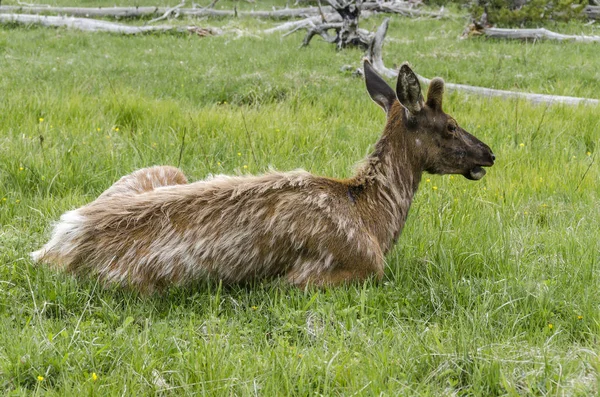 Jeleń Parku Narodowym Yellowstone Wyoming — Zdjęcie stockowe