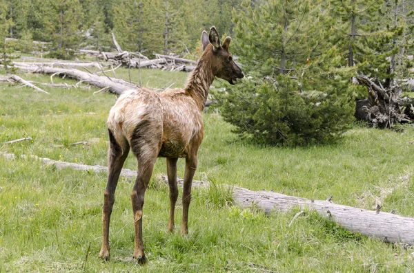 Deer Yellowstone National Park Wyoming — Stock Photo, Image