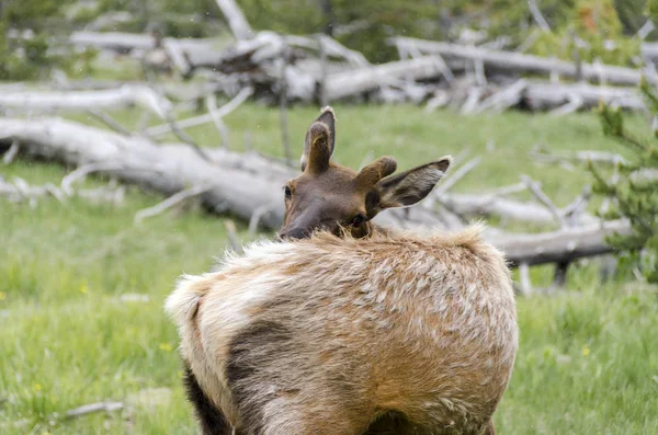 Deer Yellowstone National Park Wyoming — Stock Photo, Image