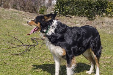 kenar kömür ocağı İtalya çim üzerinde çalışan
