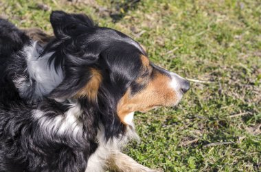 kenar kömür ocağı İtalya çim üzerinde çalışan