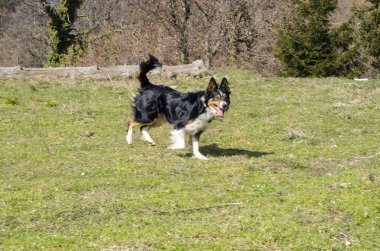 kenar kömür ocağı İtalya çim üzerinde çalışan