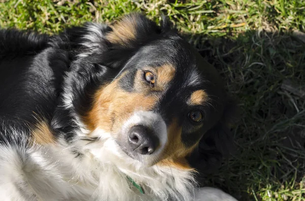 Border Collie Correndo Grama Itália — Fotografia de Stock