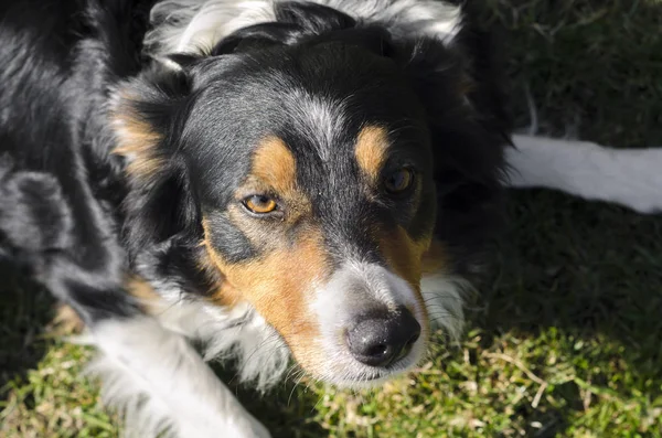 Border Collie Correndo Grama Itália — Fotografia de Stock