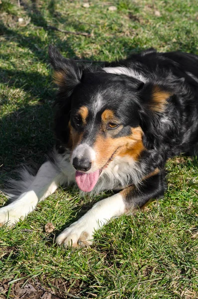 Border Collie Correndo Grama Itália — Fotografia de Stock