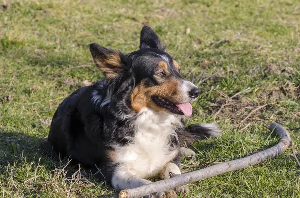 Border Collie Correndo Grama Itália — Fotografia de Stock