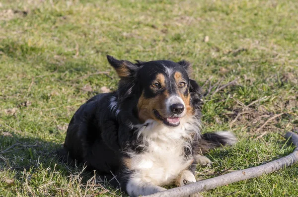 Frontera Collie Running Hierba Italia —  Fotos de Stock