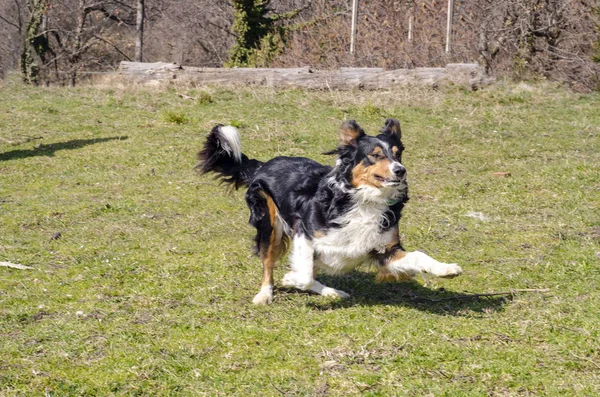 Border Collie Correndo Grama Itália — Fotografia de Stock