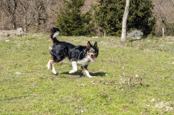 kenar kömür ocağı İtalya çim üzerinde çalışan
