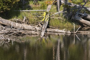 göller ve nehirler Yellowstone Milli Parkı'nda Wyoming
