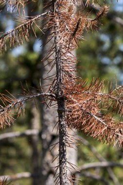 göller ve nehirler Yellowstone Milli Parkı'nda Wyoming