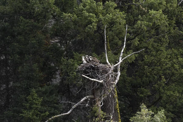 eagle nest with chicks in Yellowstone National Park in Wyoming