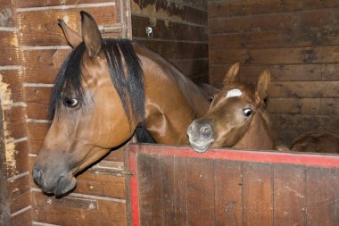 Mare İtalya Liguria istikrarlı bir tayı ile