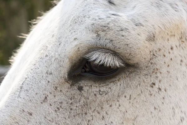 Dettagli Corpo Cavallo Liguria Italia — Foto Stock