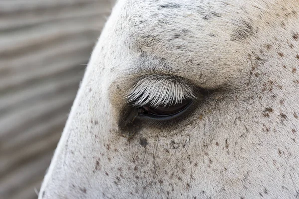 Body Details Horse Liguria Italy — Stock Photo, Image