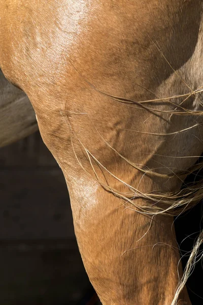 Dettagli Corpo Cavallo Liguria Italia — Foto Stock