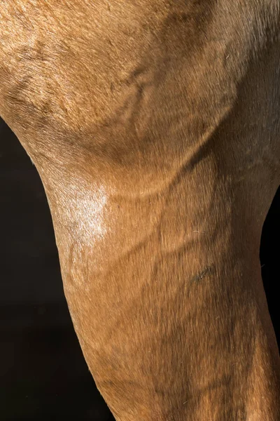 意大利利古里亚一匹马的身体细节 — 图库照片