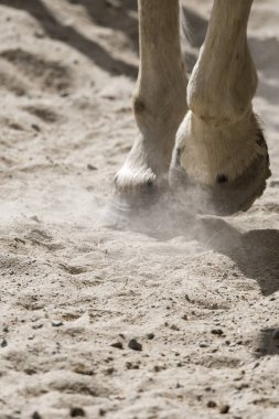 hooves of a running horse in Liguria in Italy clipart