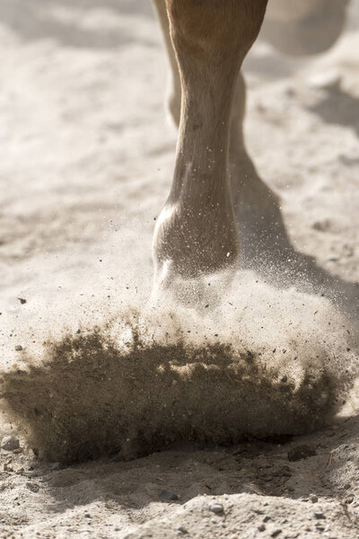 hooves of a running horse in Liguria in Italy