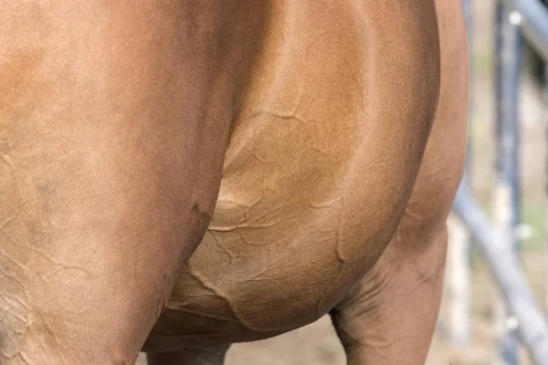 Dettagli Corpo Cavallo Liguria Italia — Foto Stock
