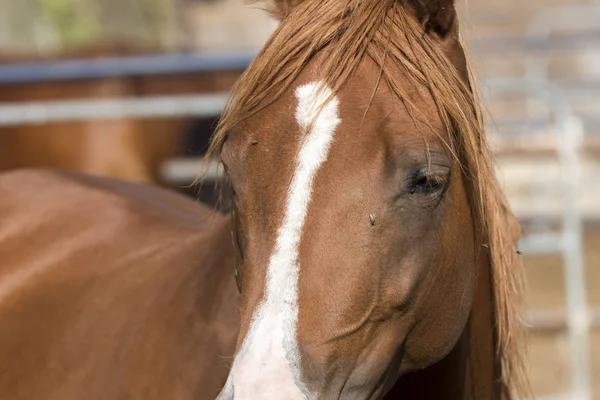 Details Van Het Lichaam Van Een Paard Ligurië Italië — Stockfoto