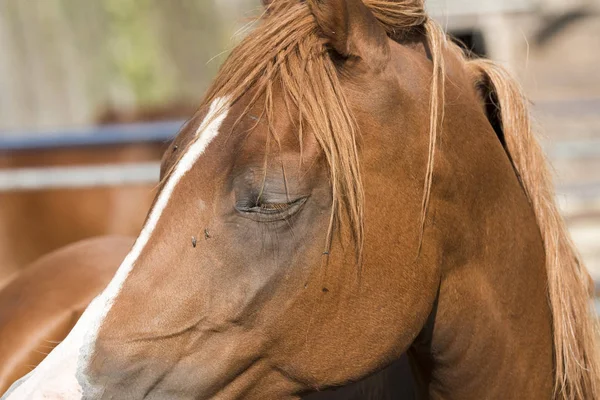 Körperdetails Eines Pferdes Ligurien Italien — Stockfoto