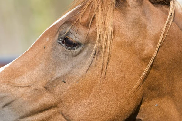 Dettagli Corpo Cavallo Liguria Italia — Foto Stock