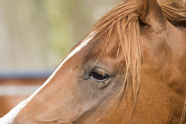 Detalhes Corpo Cavalo Ligúria Itália — Fotografia de Stock