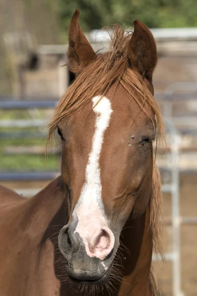 Detalhes Corpo Cavalo Ligúria Itália — Fotografia de Stock