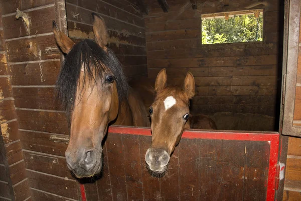 Stute Mit Fohlen Einem Stall Ligurien Italien — Stockfoto