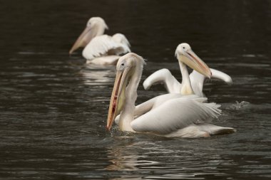 bir nehir İtalya suda yansıyan Pelikan