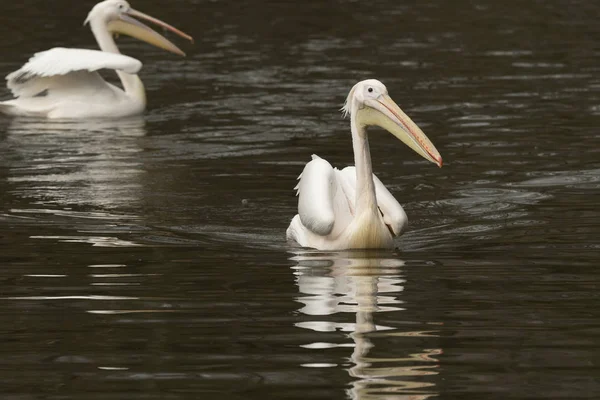 Pelican Återspeglas Vattnet Flod Italien — Stockfoto