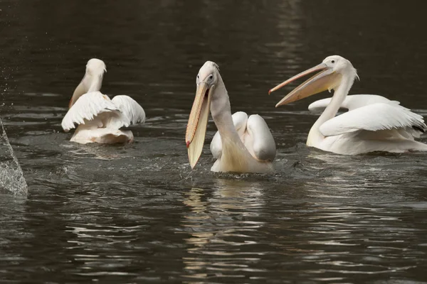 Pelican Återspeglas Vattnet Flod Italien — Stockfoto