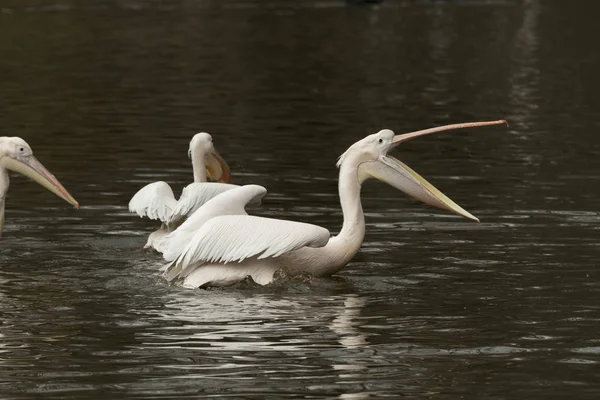 Pelican Återspeglas Vattnet Flod Italien — Stockfoto