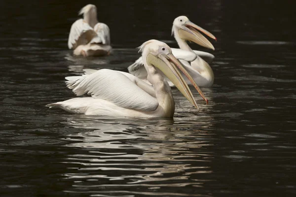 Pelicano Refletido Água Rio Itália — Fotografia de Stock