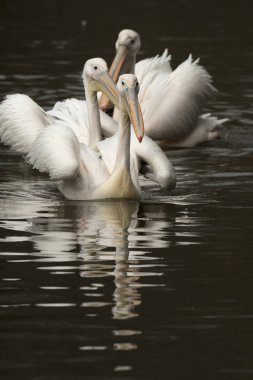bir nehir İtalya suda yansıyan Pelikan