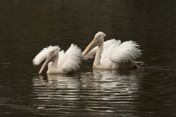 Pelicano Refletido Água Rio Itália — Fotografia de Stock