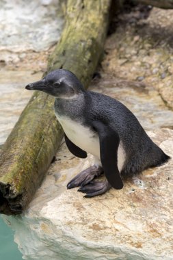 İtalya 'da bir hayvanat bahçesinde Afrika penguen