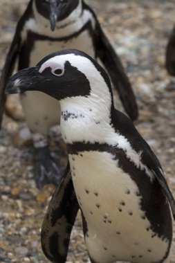 İtalya 'da bir hayvanat bahçesinde Afrika penguen