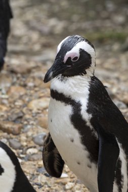 İtalya 'da bir hayvanat bahçesinde Afrika penguen