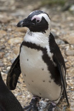 İtalya 'da bir hayvanat bahçesinde Afrika penguen