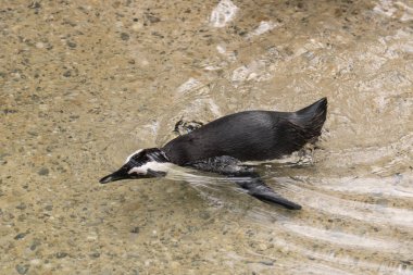 İtalya 'da bir hayvanat bahçesinde Afrika penguen