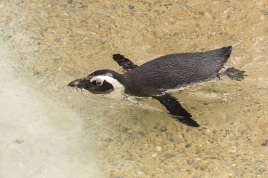 İtalya 'da bir hayvanat bahçesinde Afrika penguen