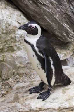 İtalya 'da bir hayvanat bahçesinde Afrika penguen